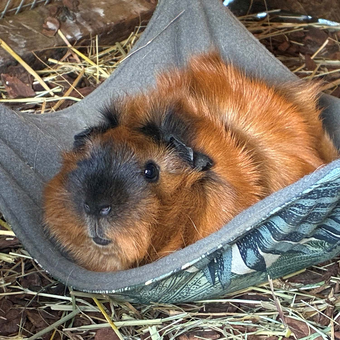 N&auml;hen f&uuml;r Vierbeiner - H&auml;ngematte f&uuml;r Meerschweinchen