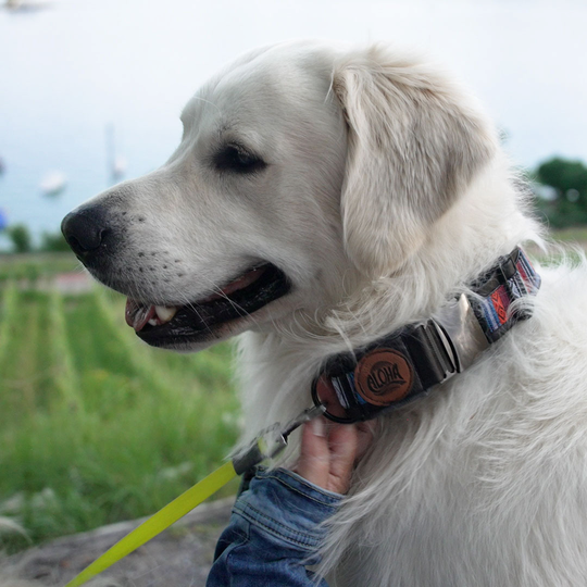 BERNINA n&auml;ht mit Nipnaps - Hundehalsband "Dog*ee" image number