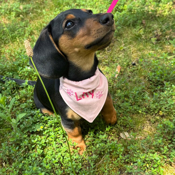 N&auml;hen f&uuml;r Vierbeiner - Bandana f&uuml;r Hunde