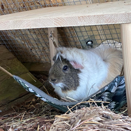 N&auml;hen f&uuml;r Vierbeiner - H&auml;ngematte f&uuml;r Meerschweinchen image number
